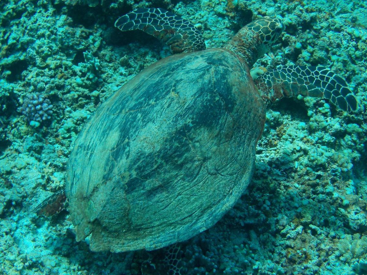 Sablayan Gustav'S Place Silver Beach Dive Resort Eksteriør billede