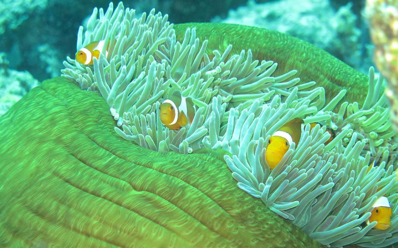 Sablayan Gustav'S Place Silver Beach Dive Resort Eksteriør billede
